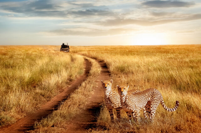 Gepardi, safari Serengeti, Tanzánie