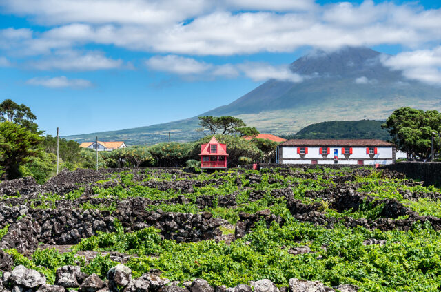 Nejvyšší hora a vinice v popředí, Pico, Azory
