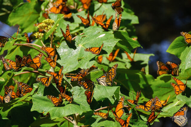 Početná migrace motýlů monarchů, Mexiko