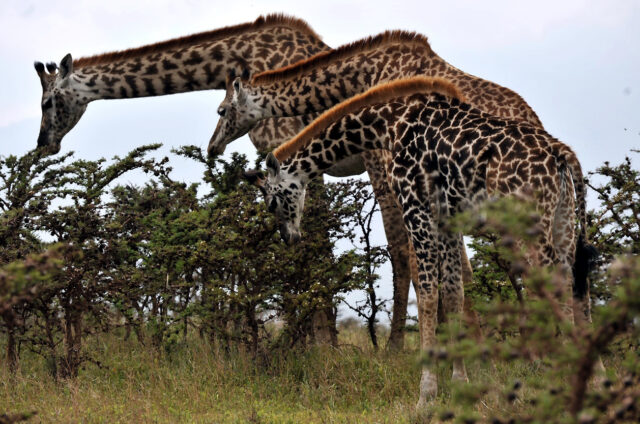 Žirafy, N.P. Manyara, Tanzanie
