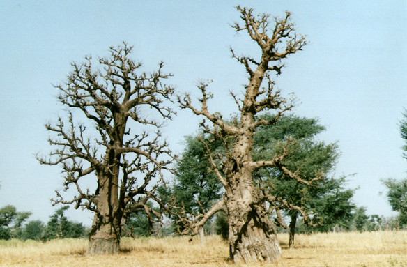 Baobaby, Senegal