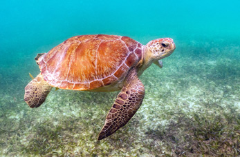 Mořská želva, Yucatán, Mexiko