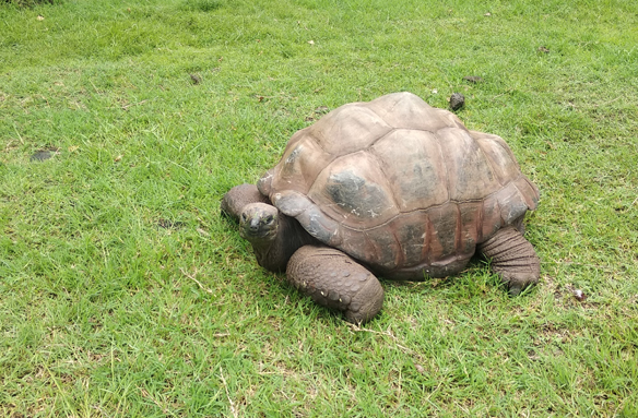 Typická želva obrovská, Seychely